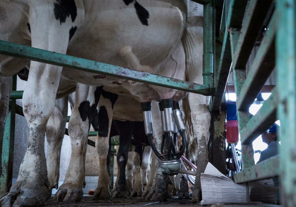 vacas en la industria de la leche en mexico