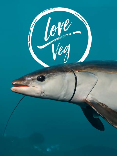 Día del atún, recetas y consejos para dejar de comerlo