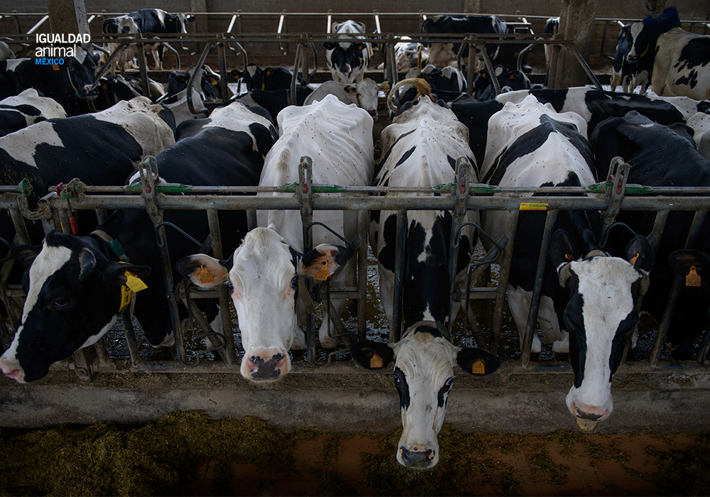 Día mundial de la bondad