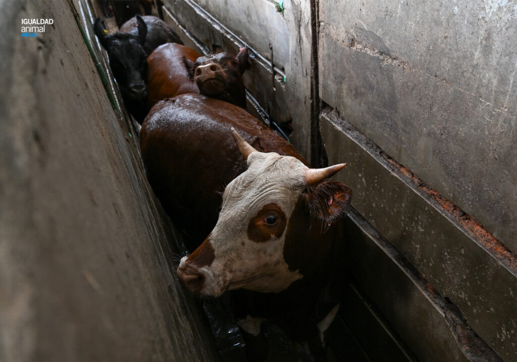 Mataderos en Argentina