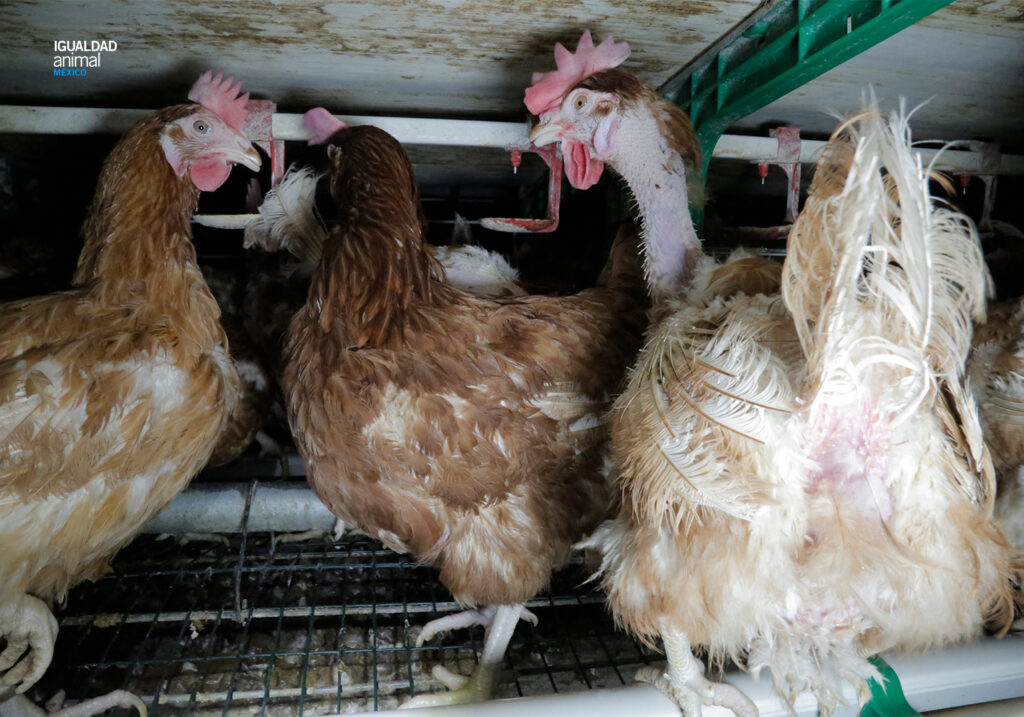 Gallinas explotadas