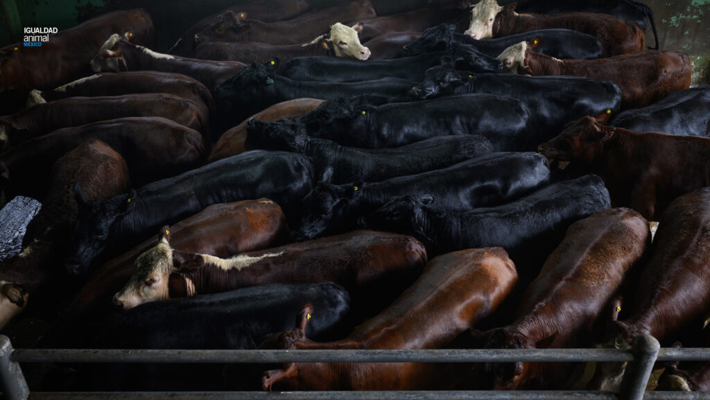 Un sistema industrializado que afecta a millones de vidas cada año