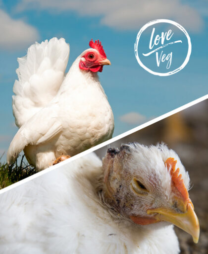 Día mundial sin carne: tú haces la diferencia | Love Veg México