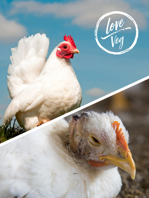 Día mundial sin carne: tú haces la diferencia | Love Veg México