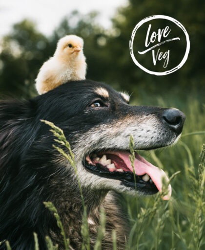 Día del Perro: 3 Recetas para Celebrar | Love Veg México