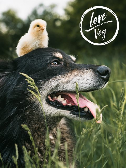 Día del Perro: 3 Recetas para Celebrar | Love Veg México