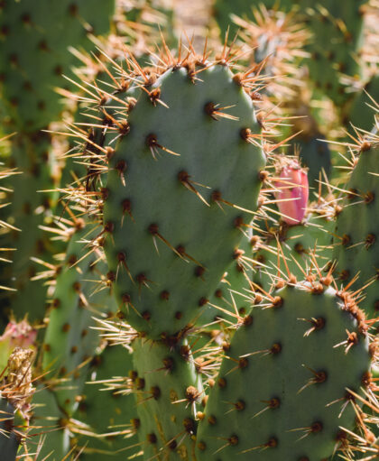 Día Nacional del Nopal | Love Veg México