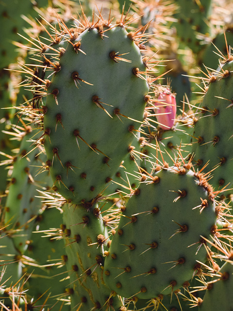 Día Nacional del Nopal | Love Veg México